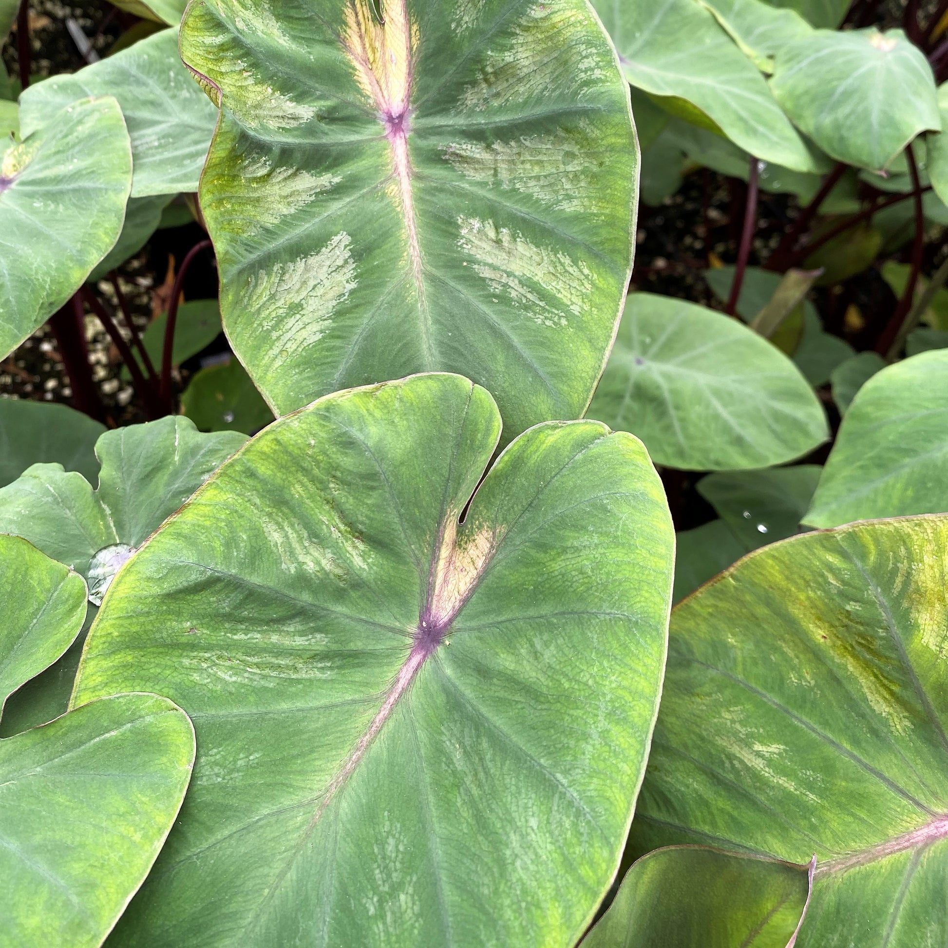 Colocasia esculenta Royal Hawaiian Waikiki 1G