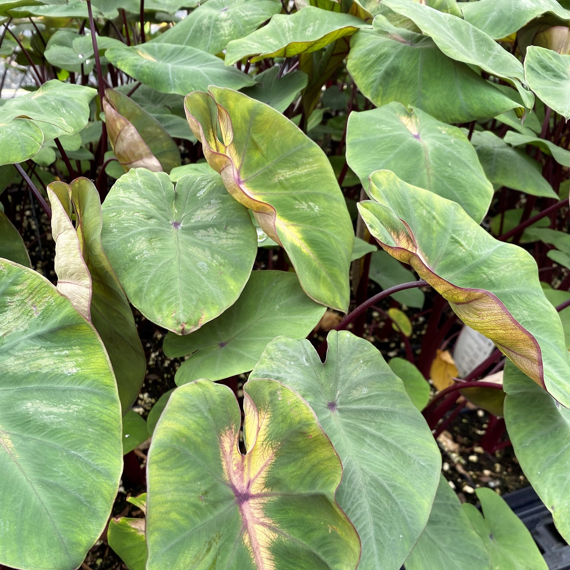 Colocasia esculenta Royal Hawaiian Waikiki 1G