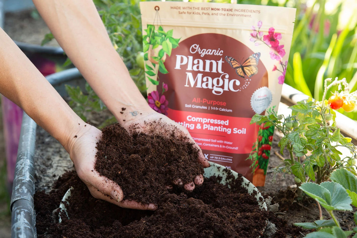 A handful of organic compressed potting soil expanded into a large bucket of dirt for spring time gardening