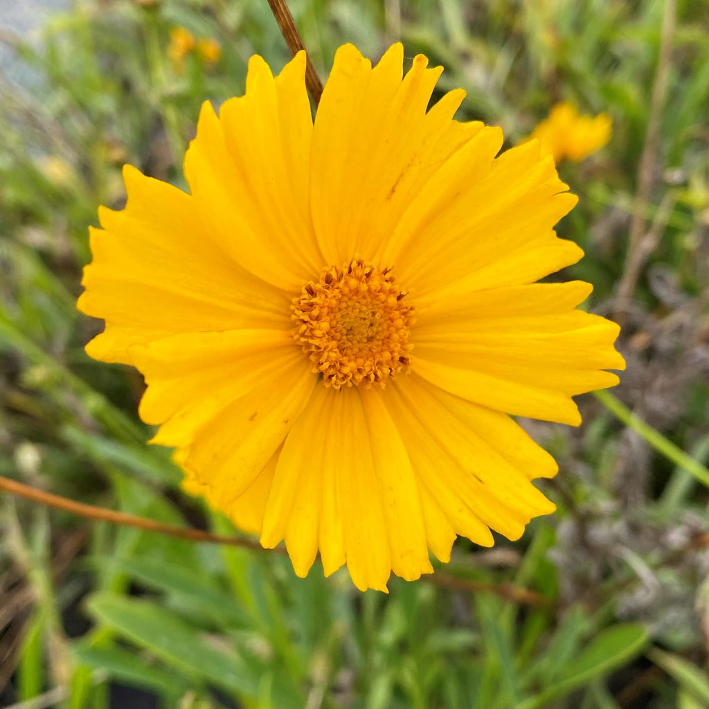 Coreopsis lanceolata 1G