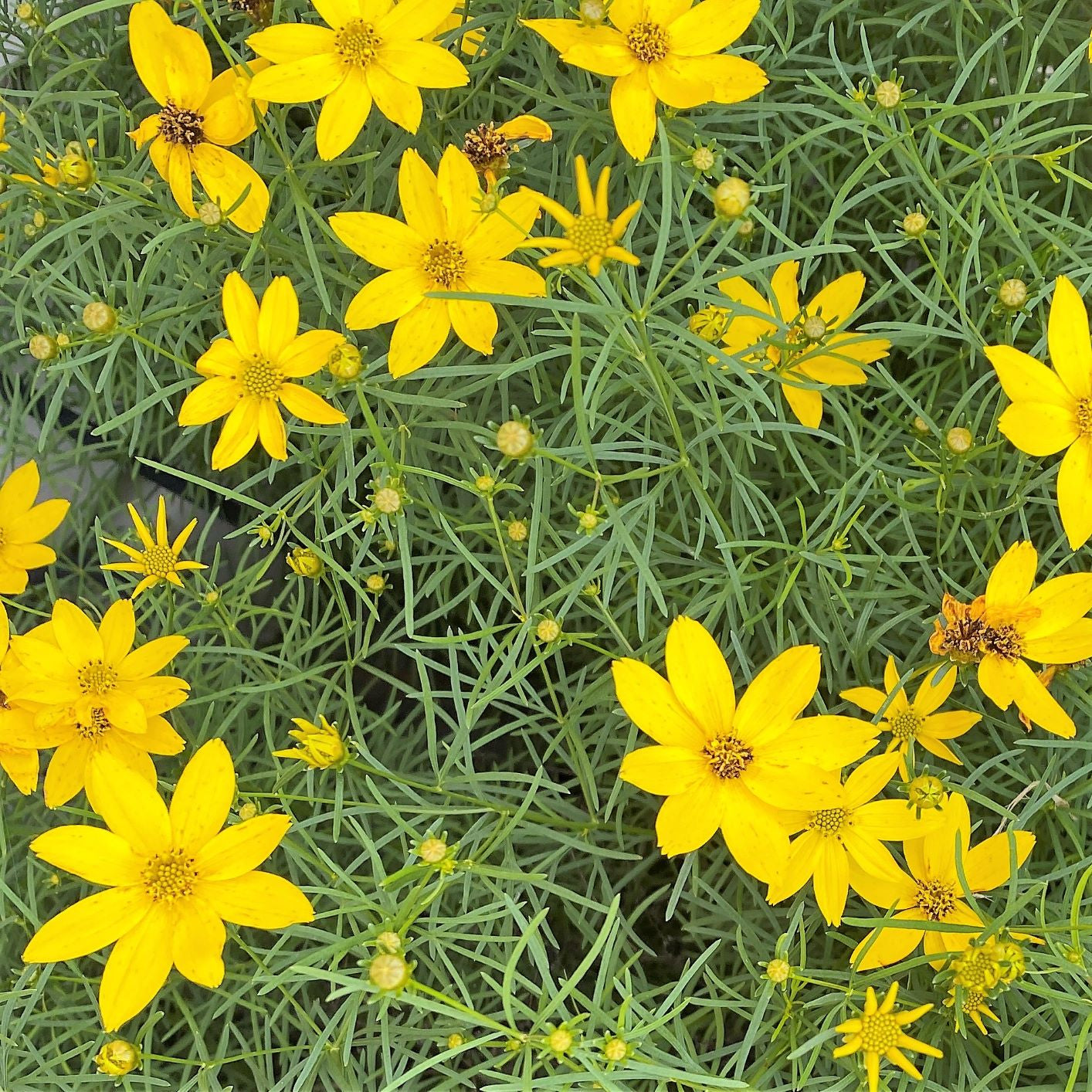 Coreopsis verticillata Zagreb 1Q