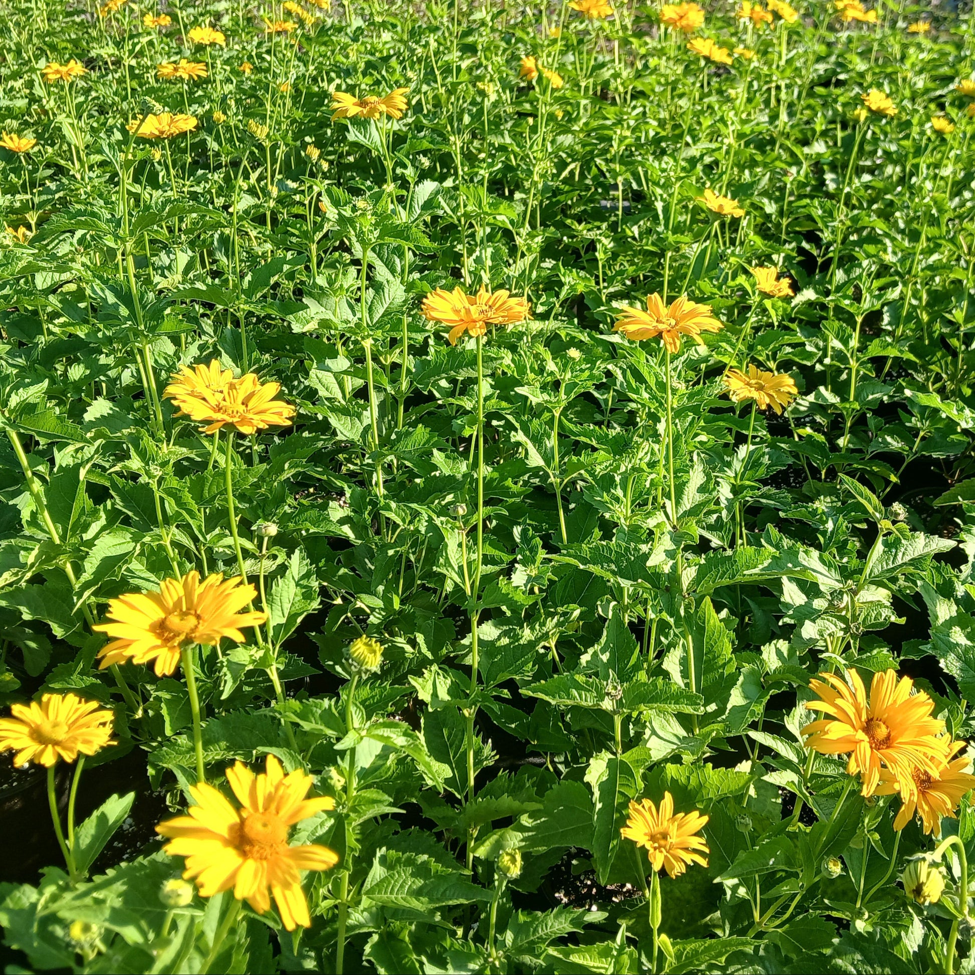 Heliopsis helianthoides 1G