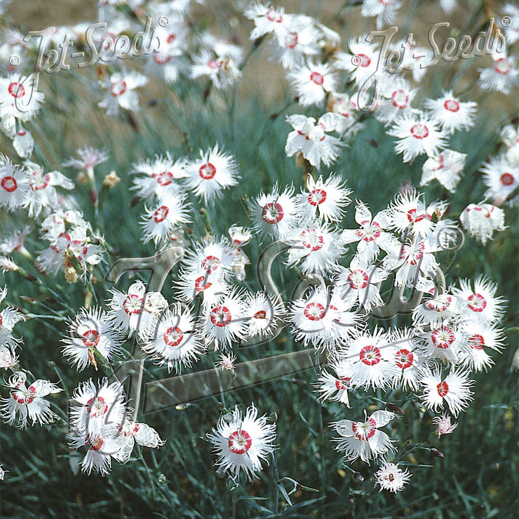 Dianthus spiculifolius 1Q