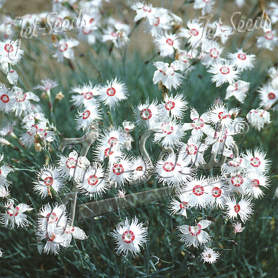 Dianthus spiculifolius 1Q