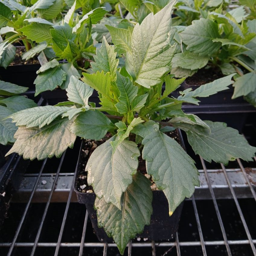 Dahlia Darlin Vintage Rose 1Q