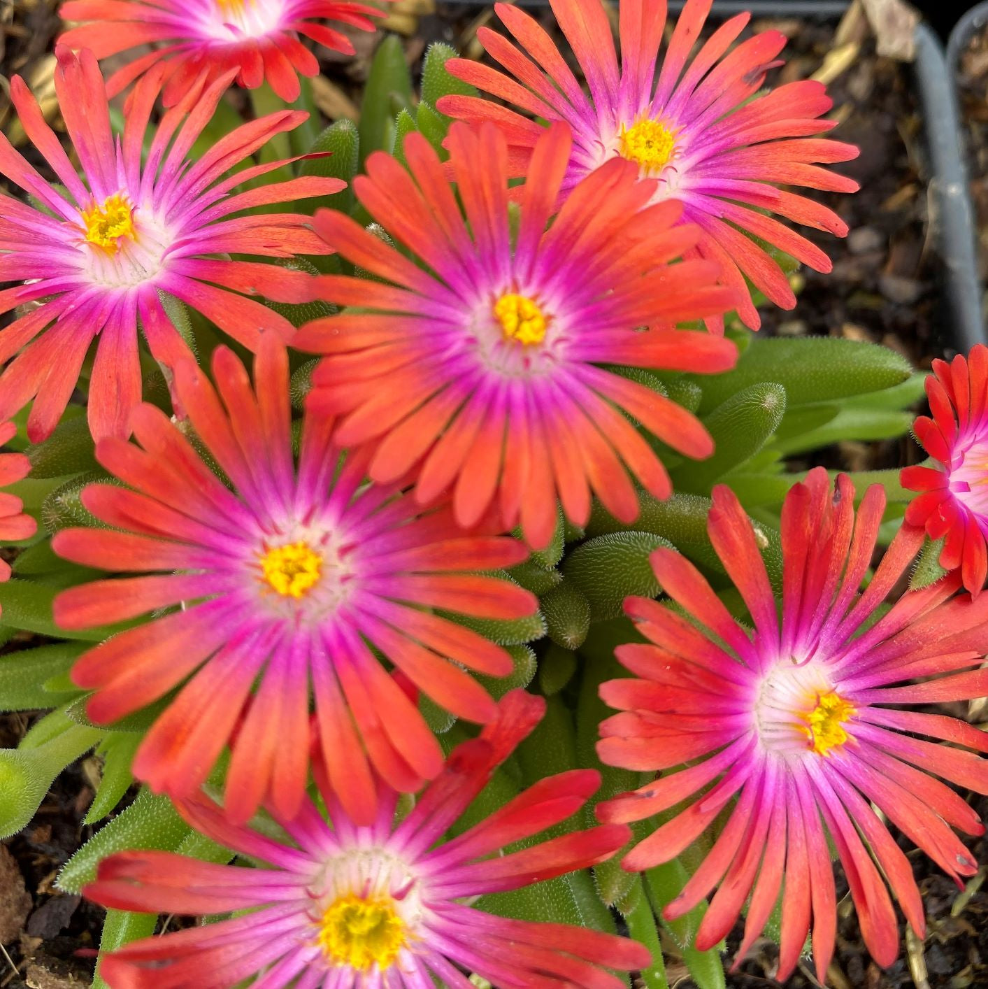 Delosperma Jewel of Desert Garnet 3.25"
