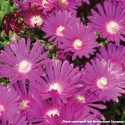 Delosperma ashtonii Blut 1Q