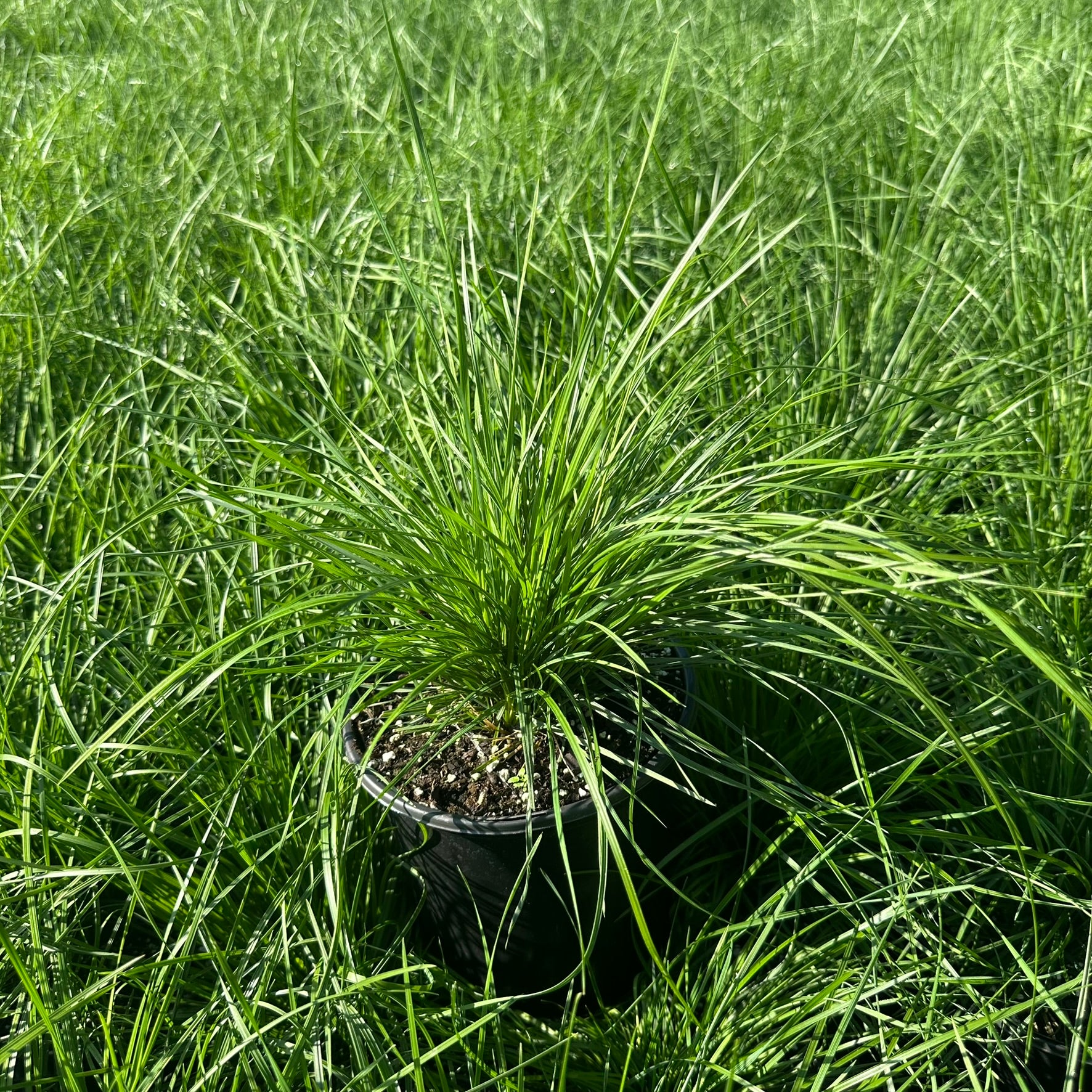 Deschampsia cespitosa DP50