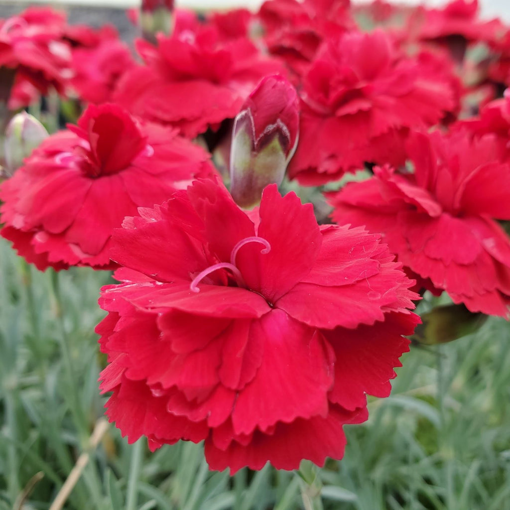 Dianthus x Early Bird Radiance 1Q