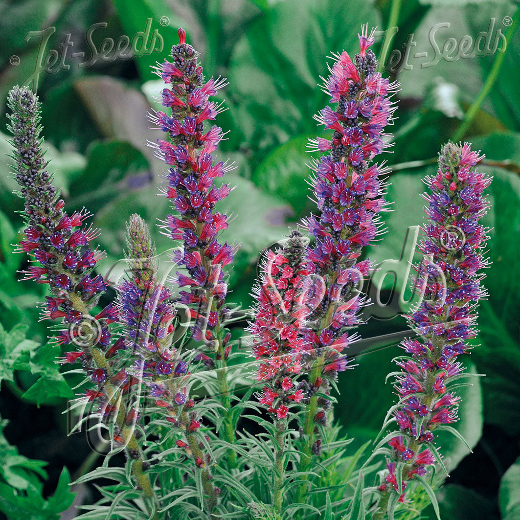 Echium amoenum Red Feathers 1Q