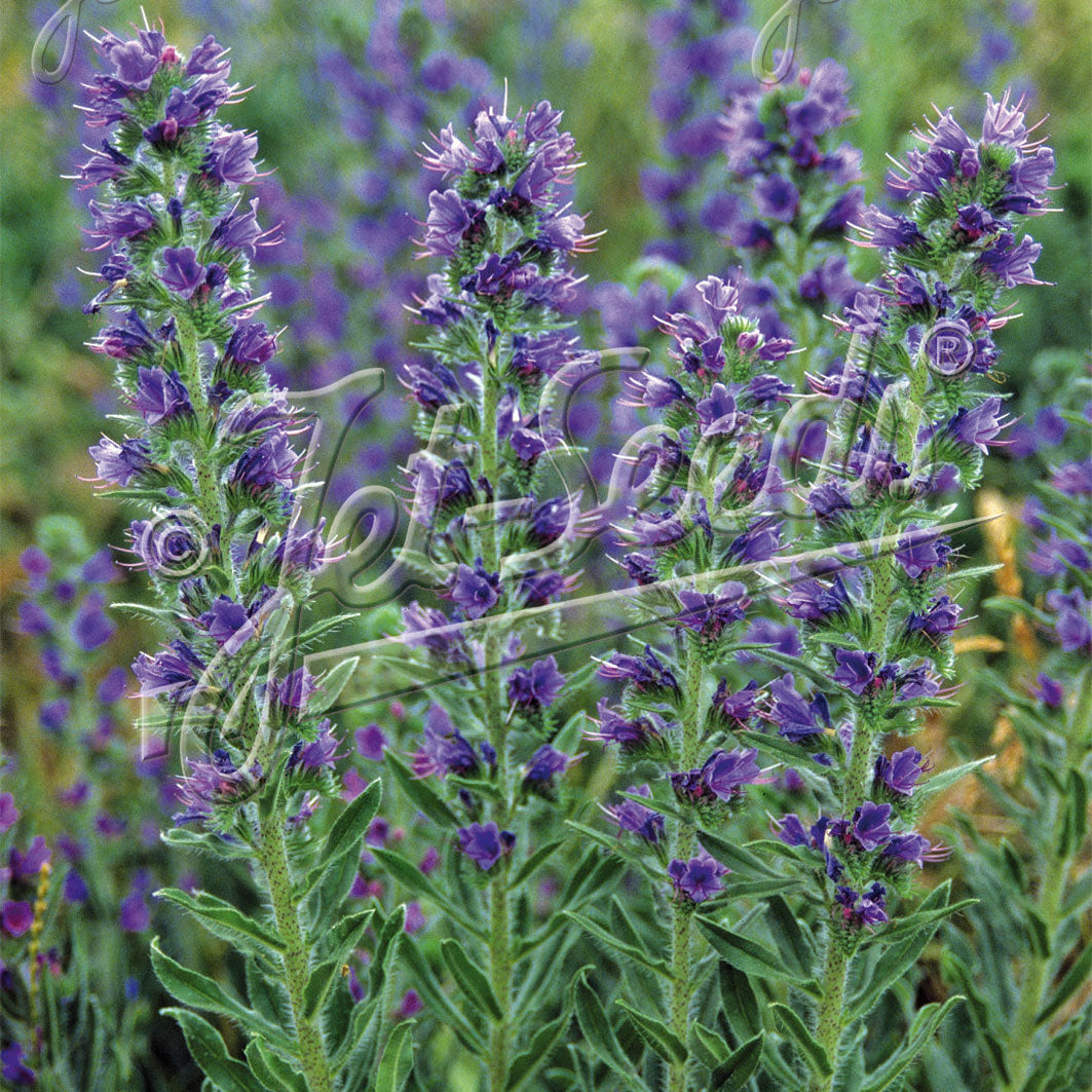 Echium vulgare Blue Devil 1Q