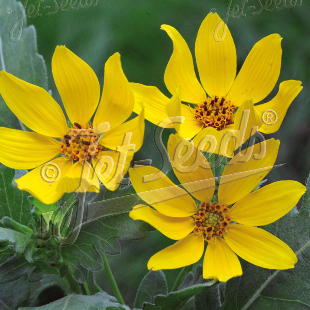 Engelmannia peristenia 1Q