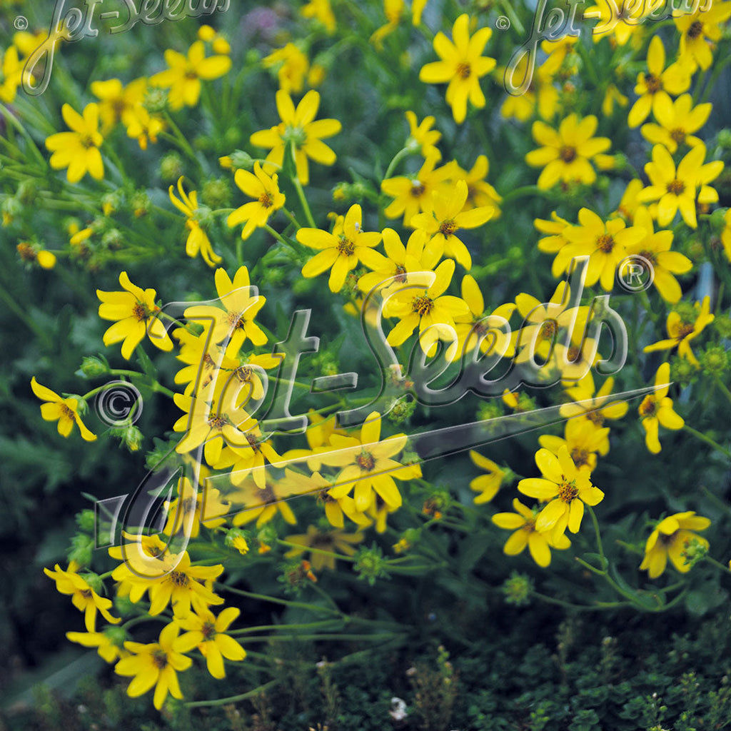 Engelmannia peristenia 1Q