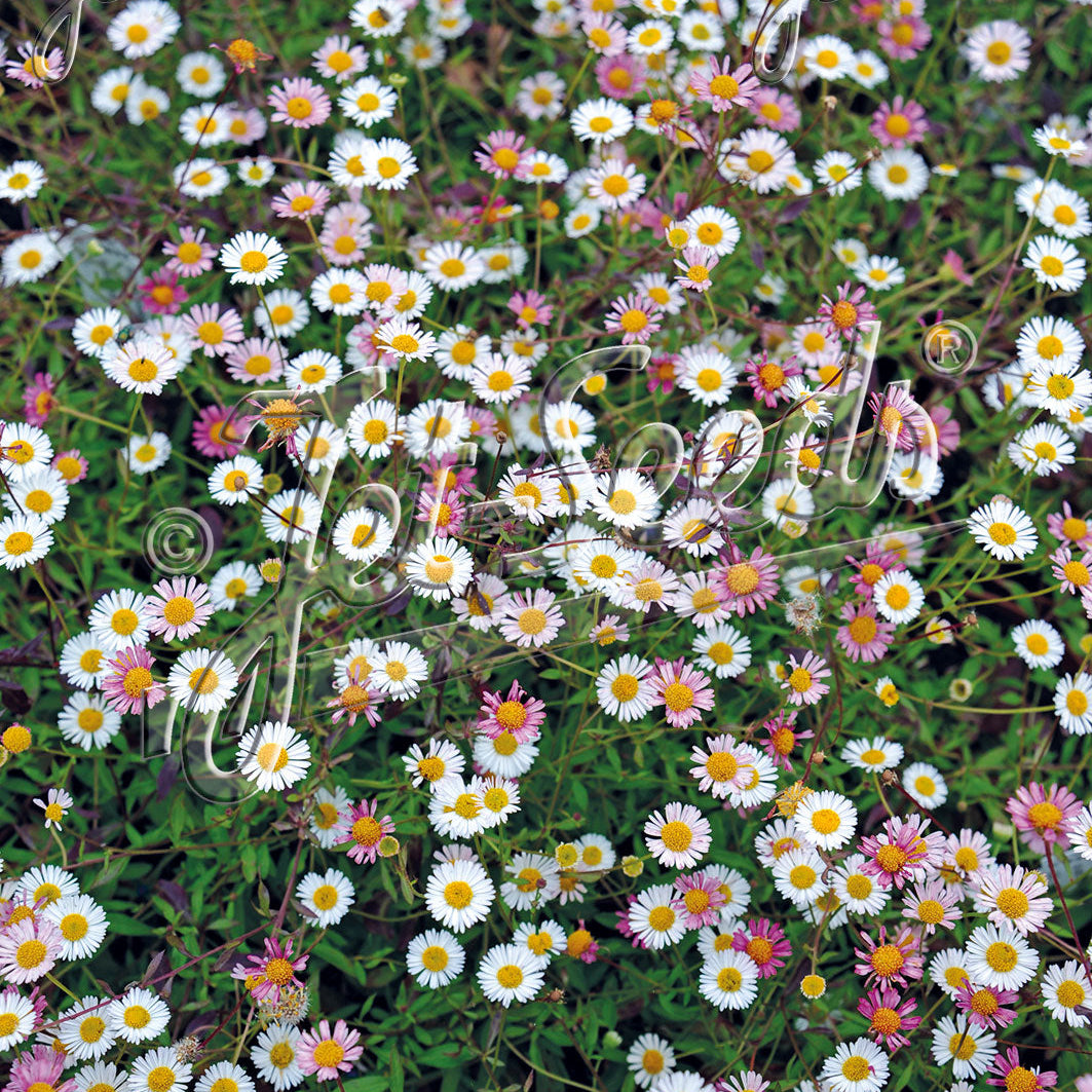Erigeron karvinskianus Profusion 1Q
