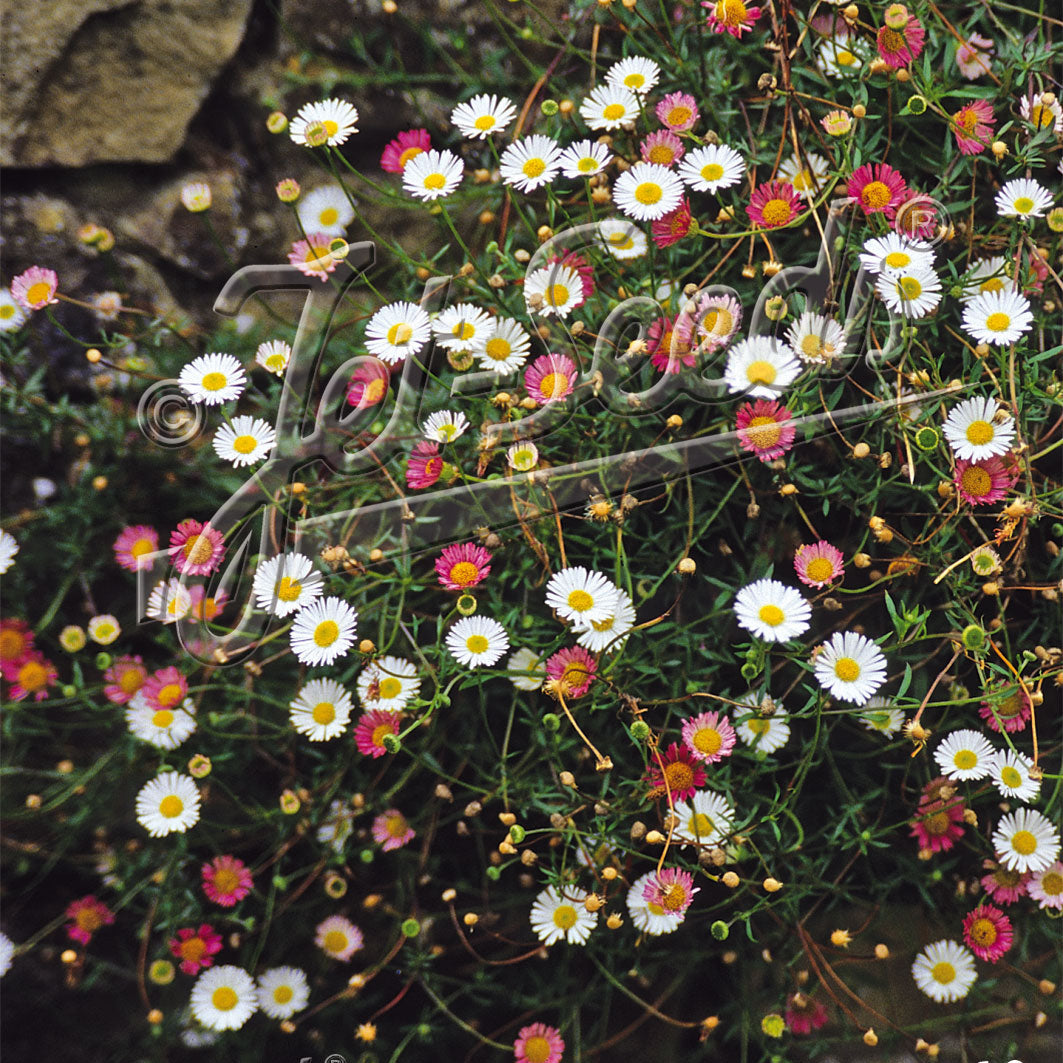 Erigeron karvinskianus Profusion 1Q