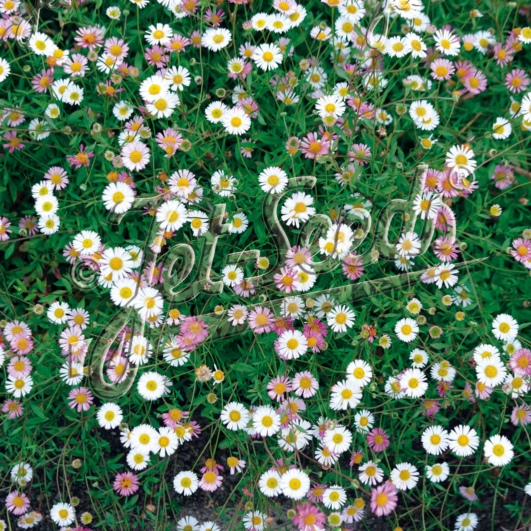 Erigeron karvinskianus Profusion 1Q