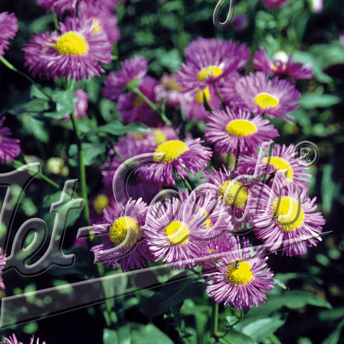Erigeron speciosus Azure Fairy 1Q