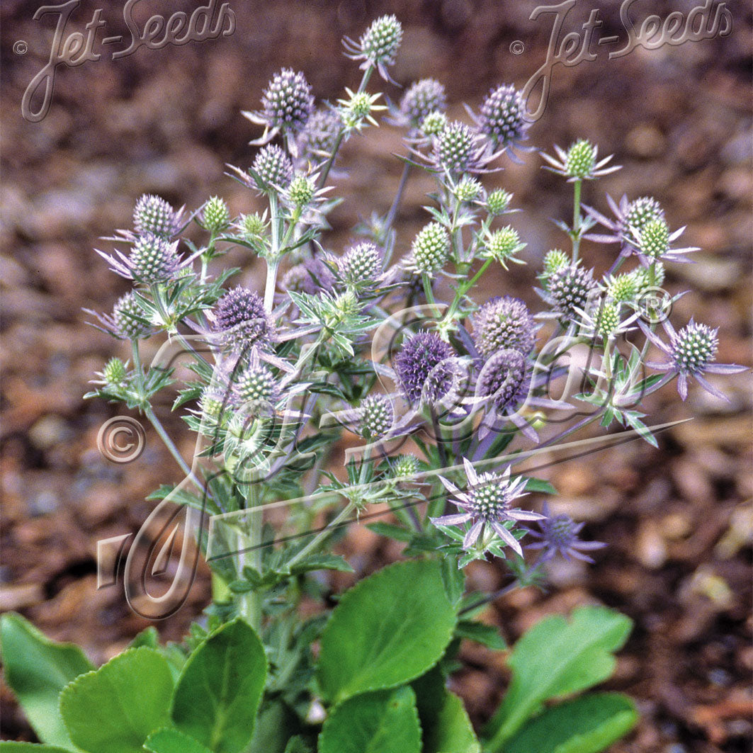 Eryngium planum Blue Hobbit 1Q
