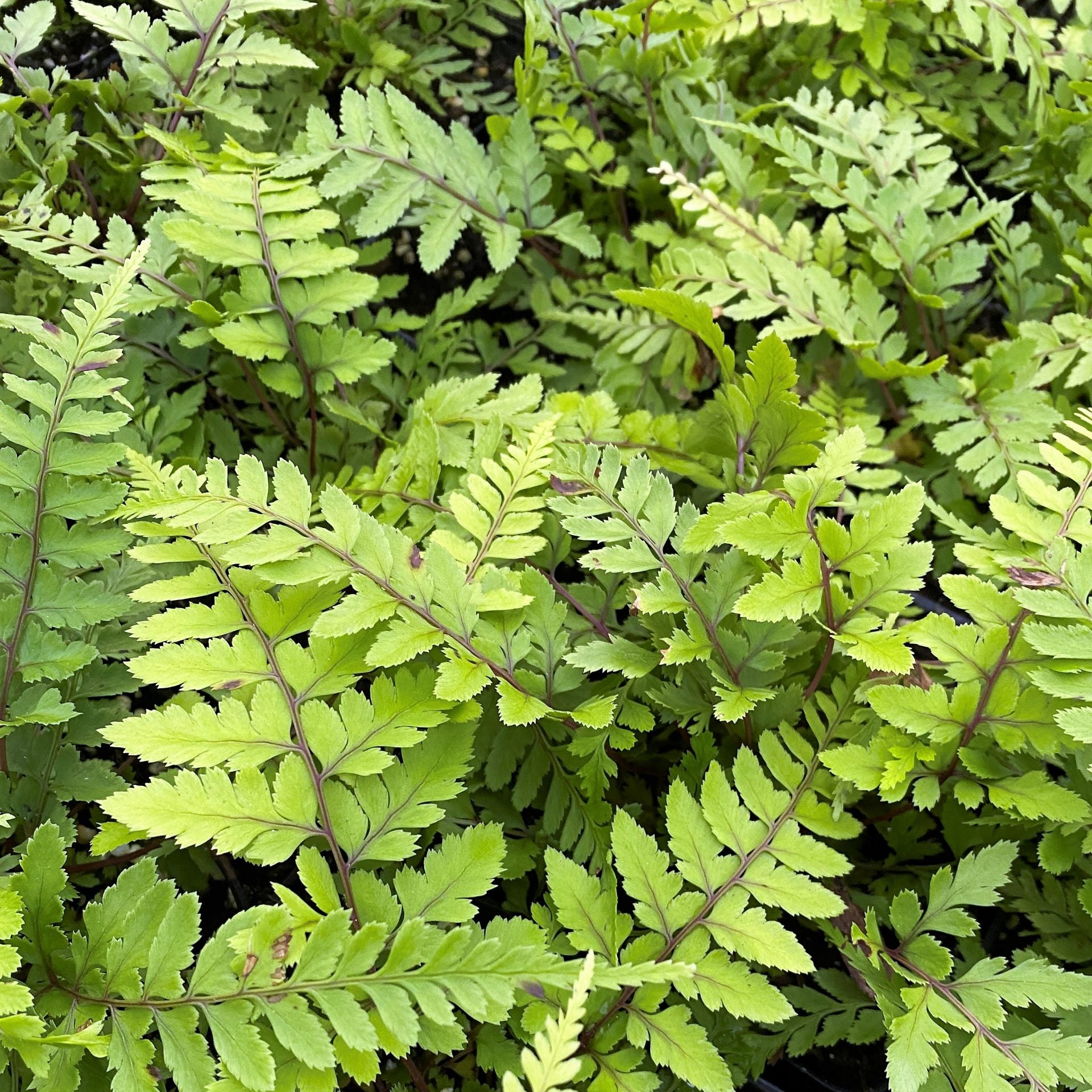 Limelight Lady Fern 1Q