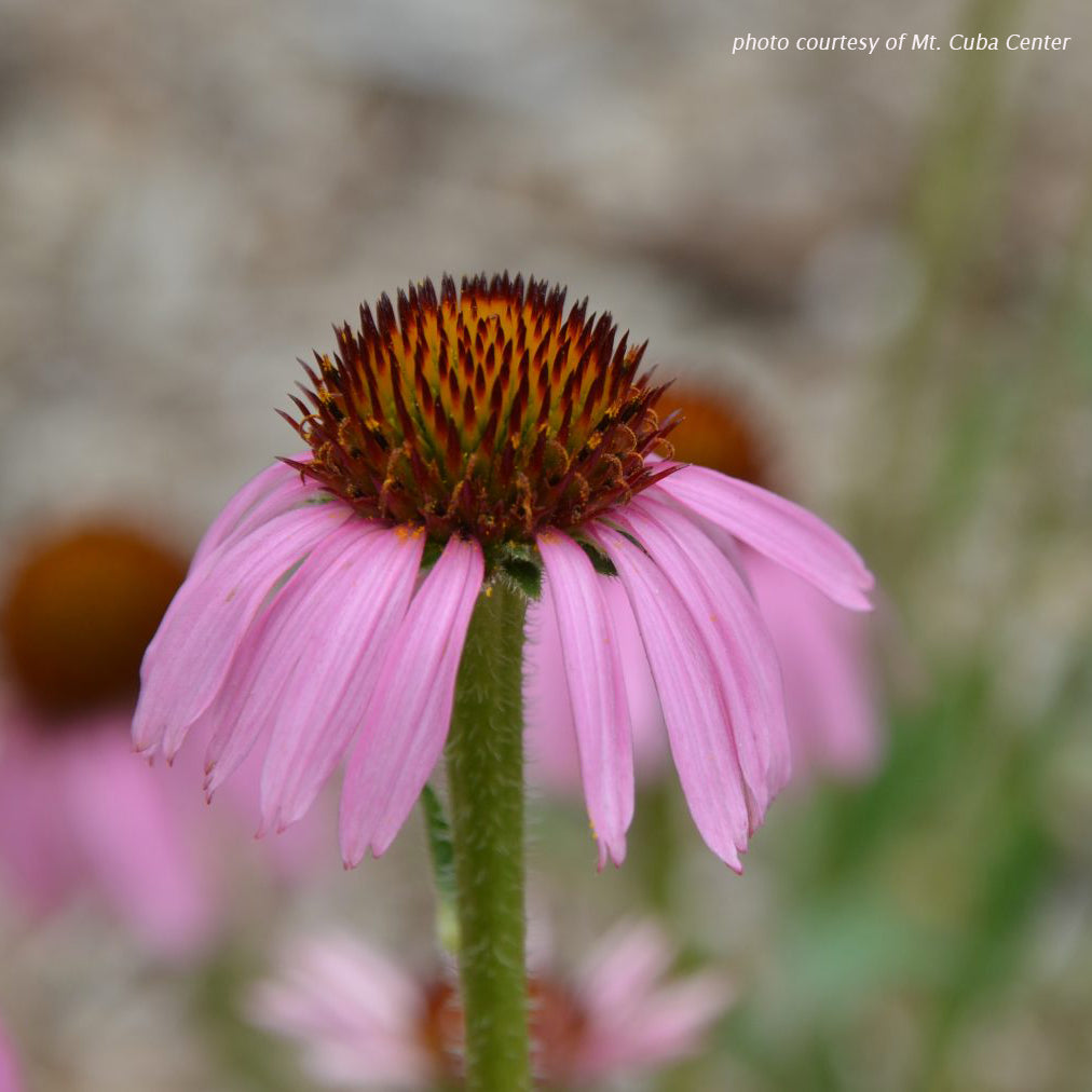 Echinacea angustifolia 1Q