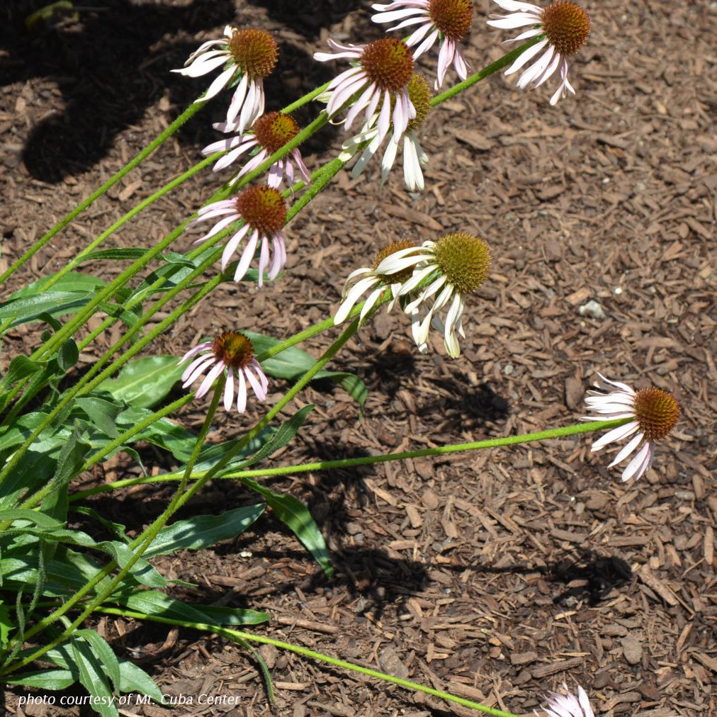 Echinacea angustifolia 1Q