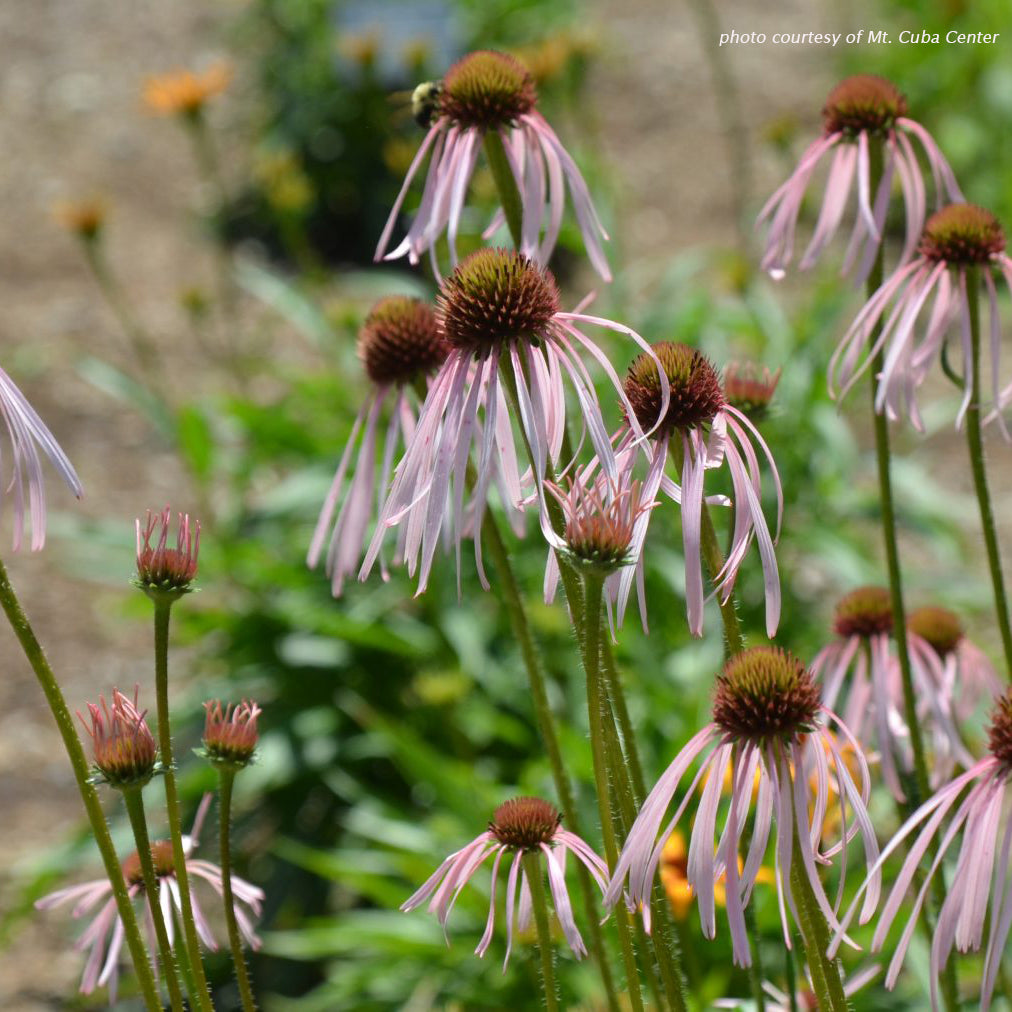 Echinacea pallida DP50