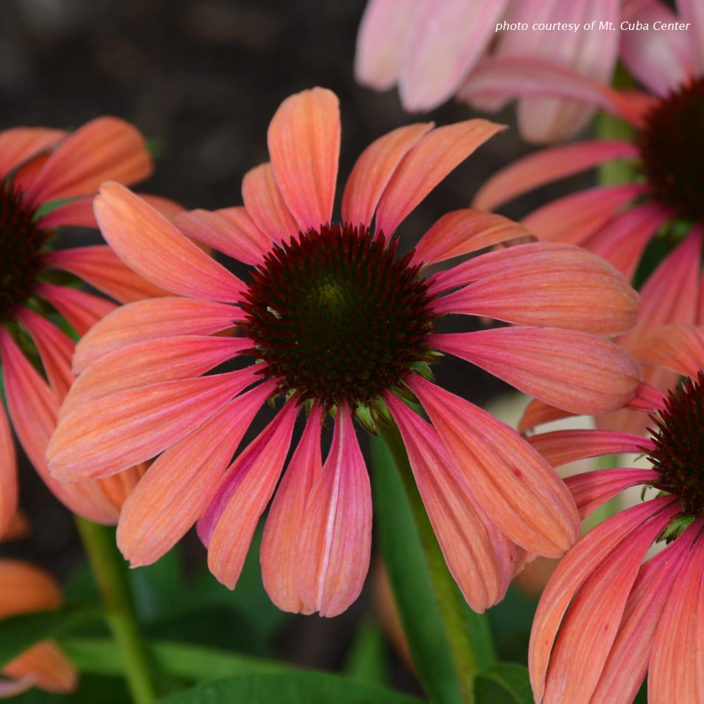 Echinacea x Rainbow Marcella 1G
