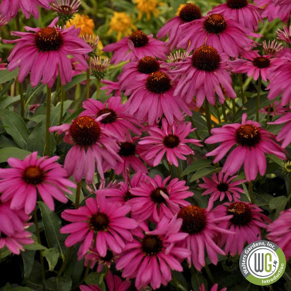 Echinacea x Purple Emperor 1G