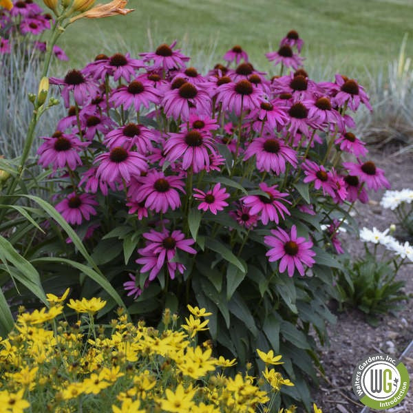 Echinacea x Purple Emperor 1G (PRE-ORDER ONLY)