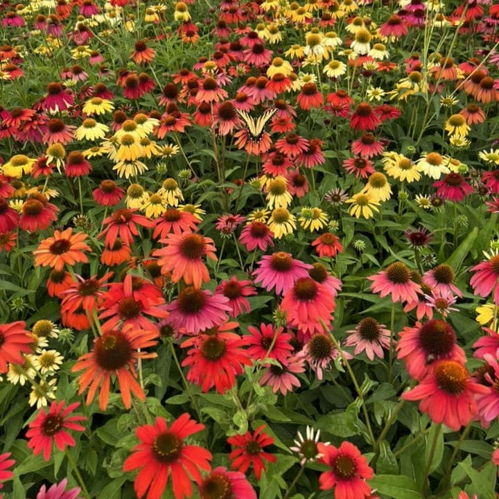 Echinacea x Cheyenne Spirit 1G
