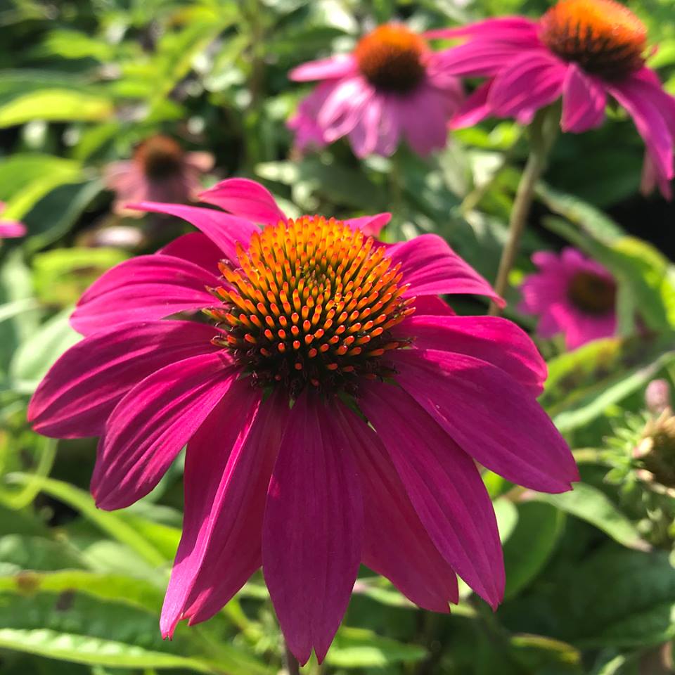 Echinacea purpurea PowWow Wild Berry DP50