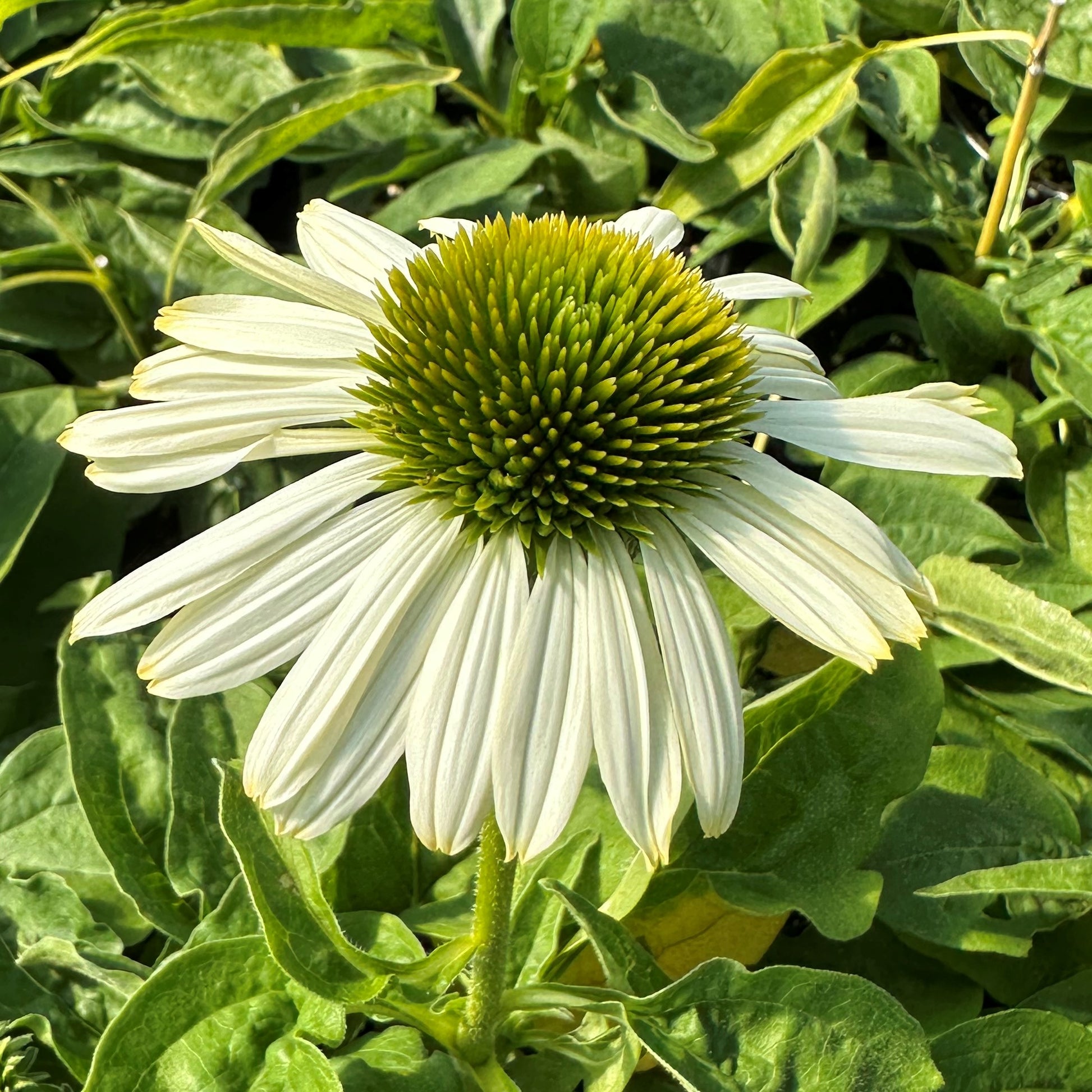 Echinacea x Sombrero Blanco 1G