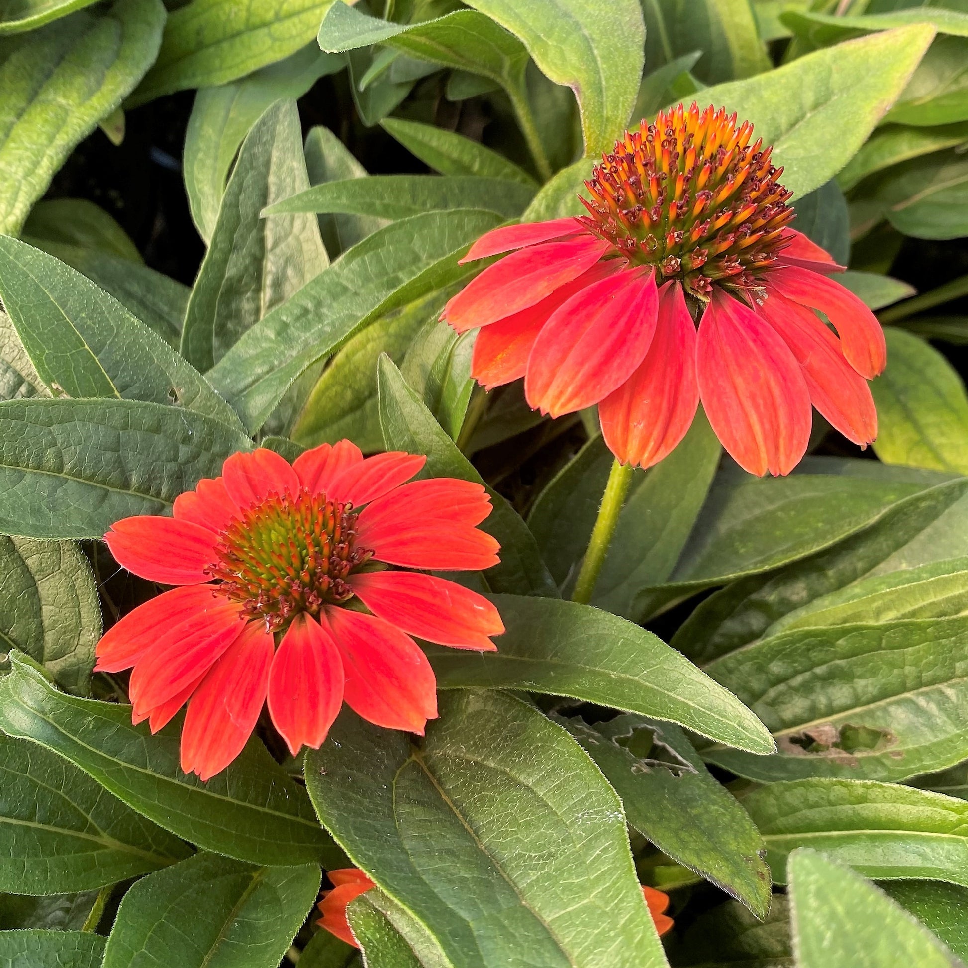 Echinacea x Sombrero Poco Hot Coral 1Q
