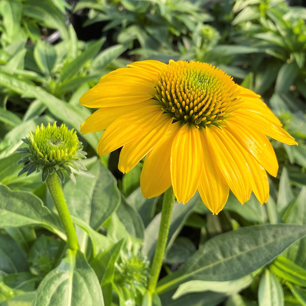 Echinacea x Sombrero Lemon Yellow 1G
