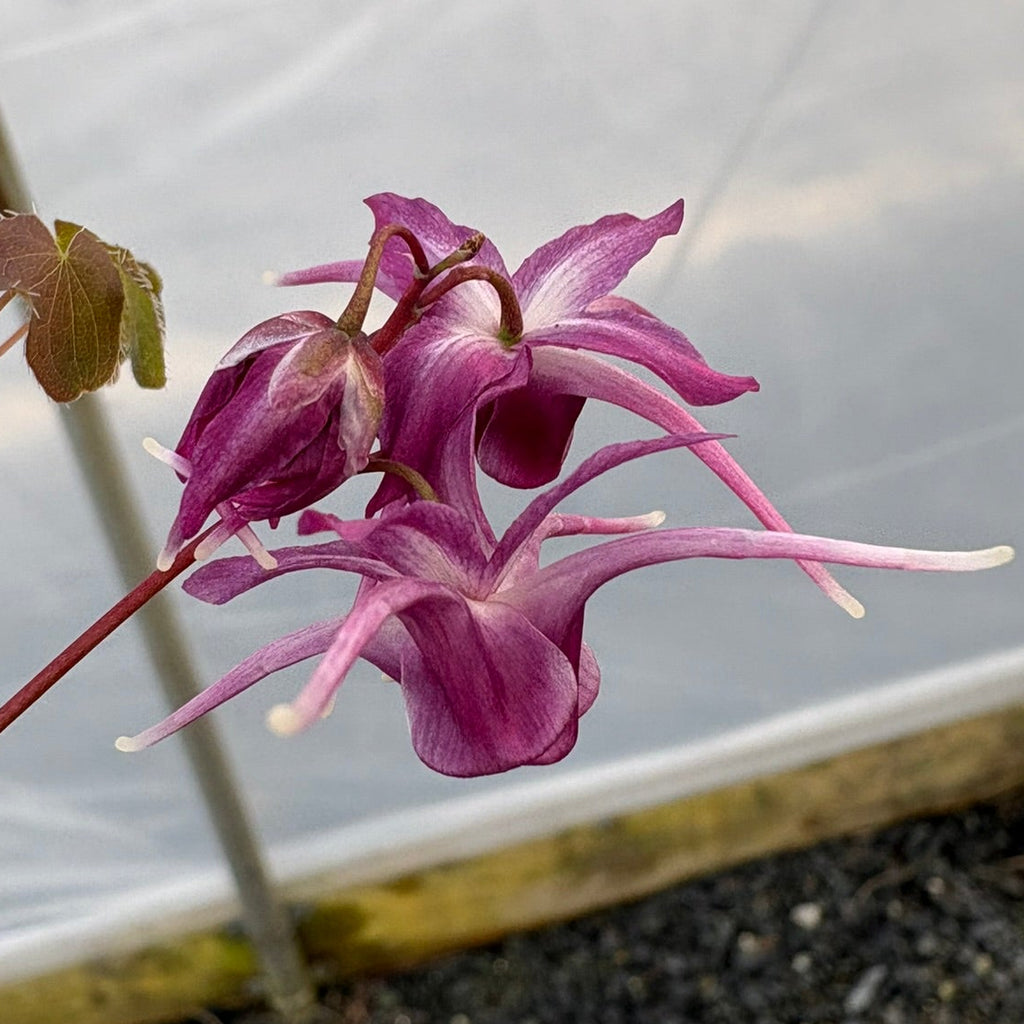 Epimedium grandiflorum Purple Prince 2.5"