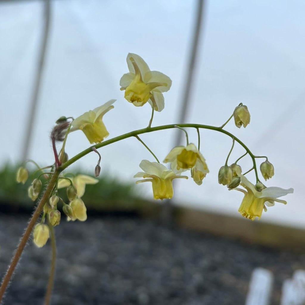 Epimedium x versicolor Sulphureum 2.5"