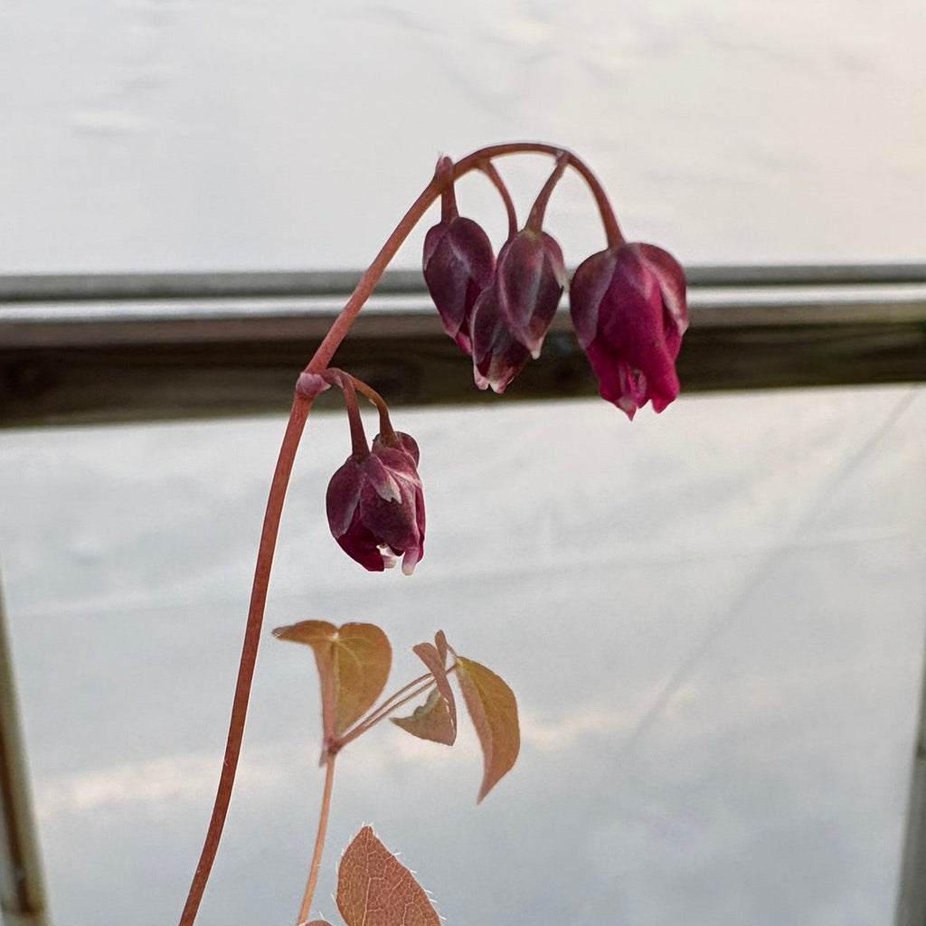 Epimedium grandiflorum Yubae 2.5"