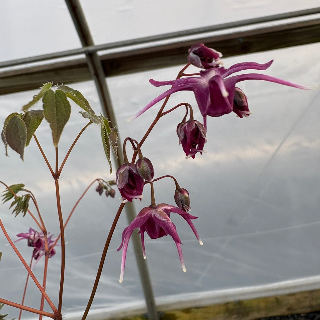 Epimedium grandiflorum Purple Prince 2.5"