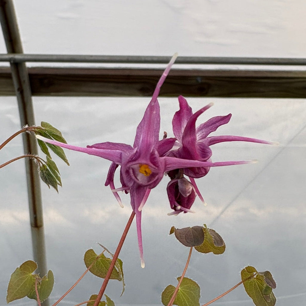Epimedium grandiflorum Purple Prince 2.5"