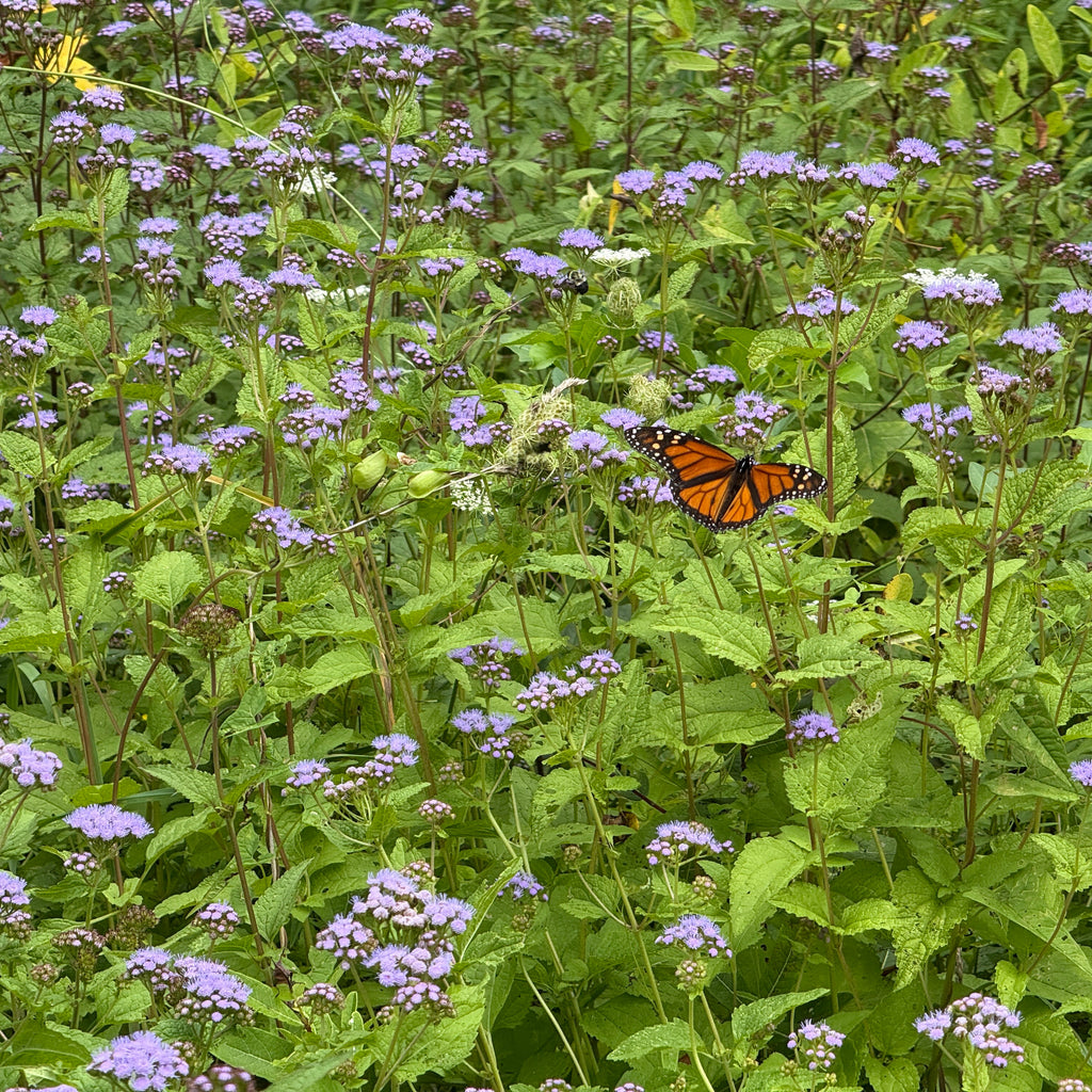 Eupatorium coelestinum 1G