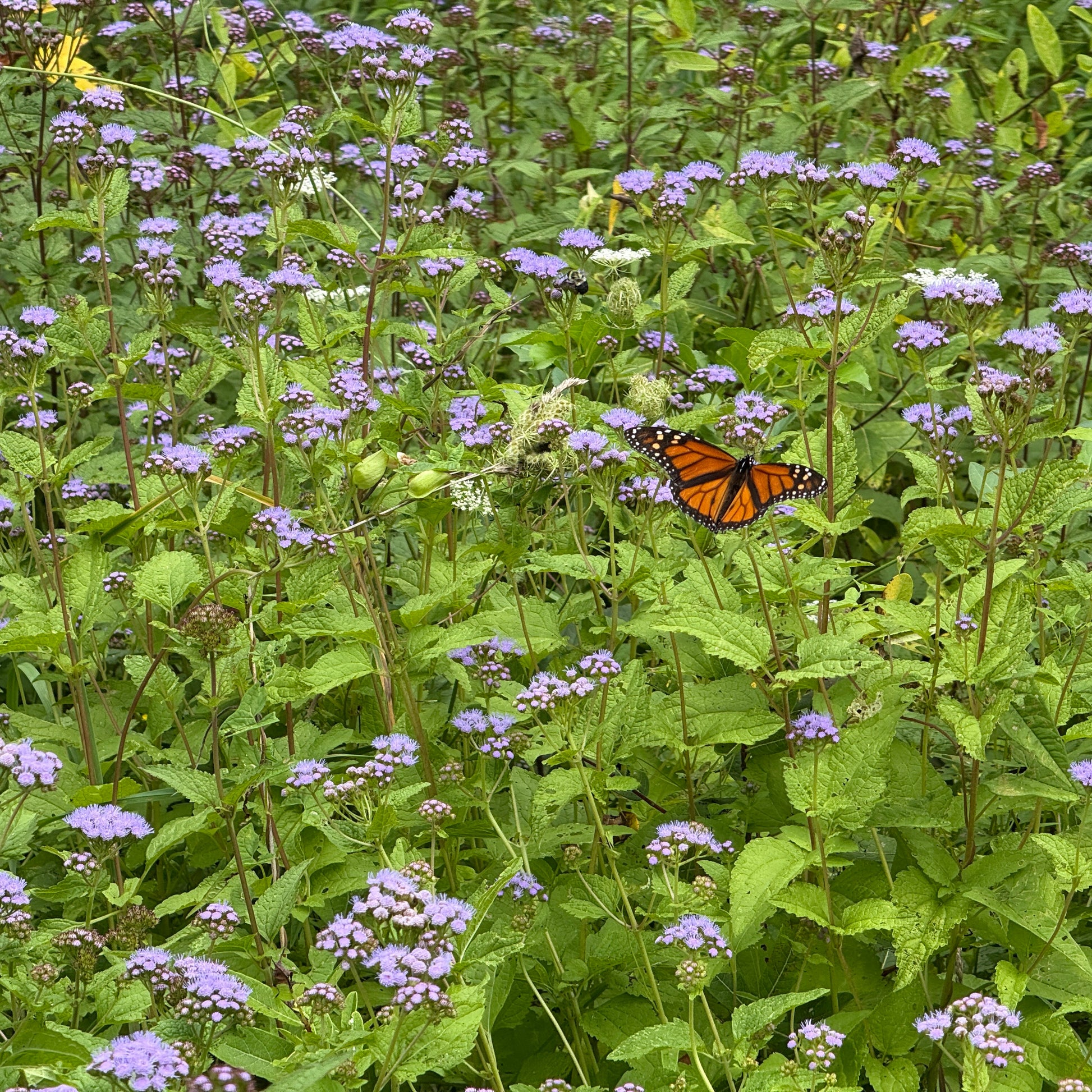 Eupatorium coelestinum 1G