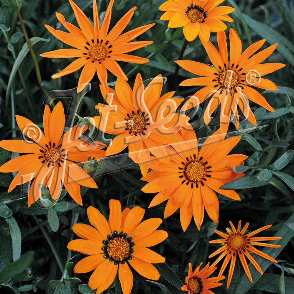 Gazania krebsiana Tanager 1Q