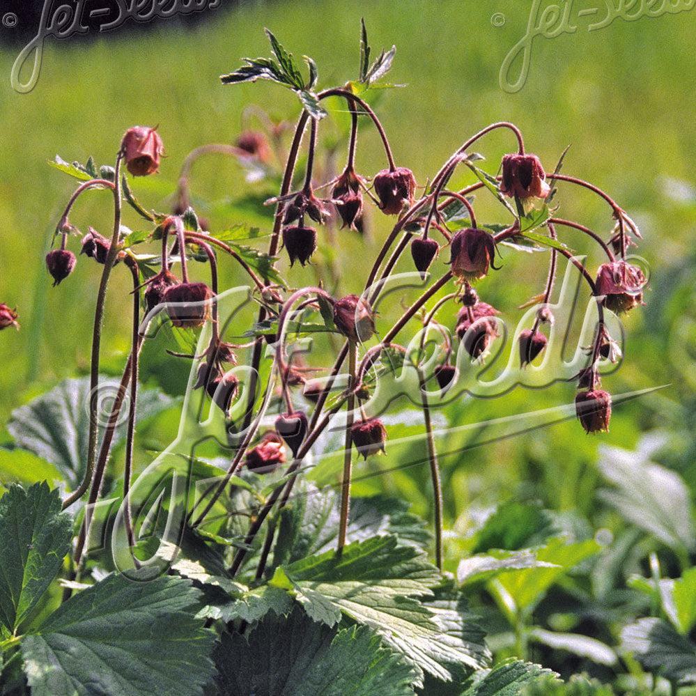 Geum rivale 1G