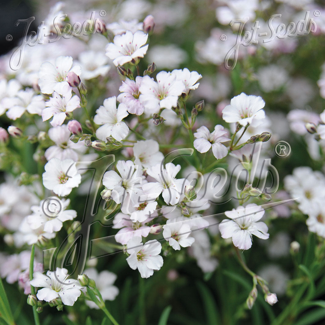 Gypsophila repens Filou White 1Q