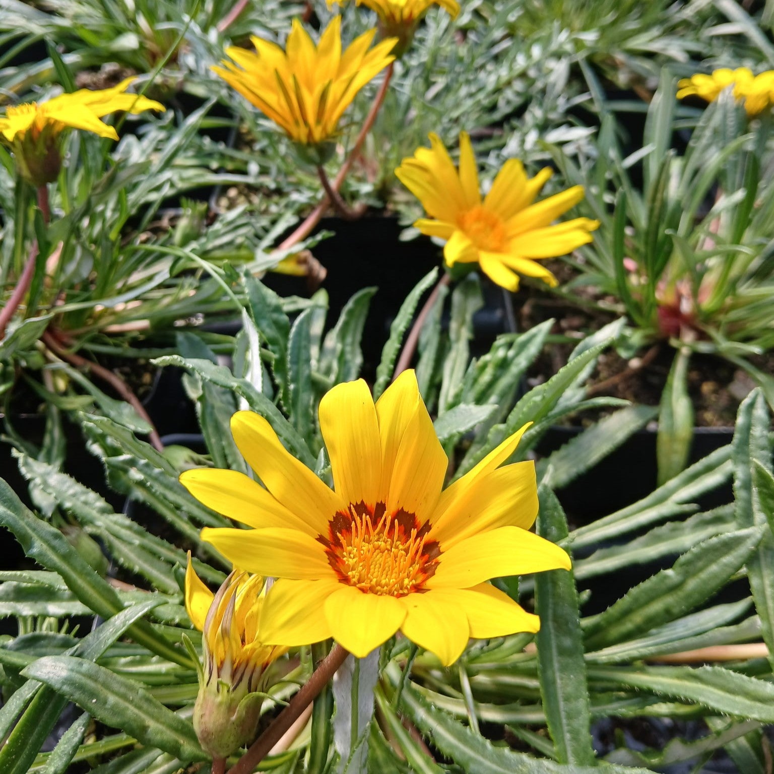 Gazania linearis Colorado Gold 1Q