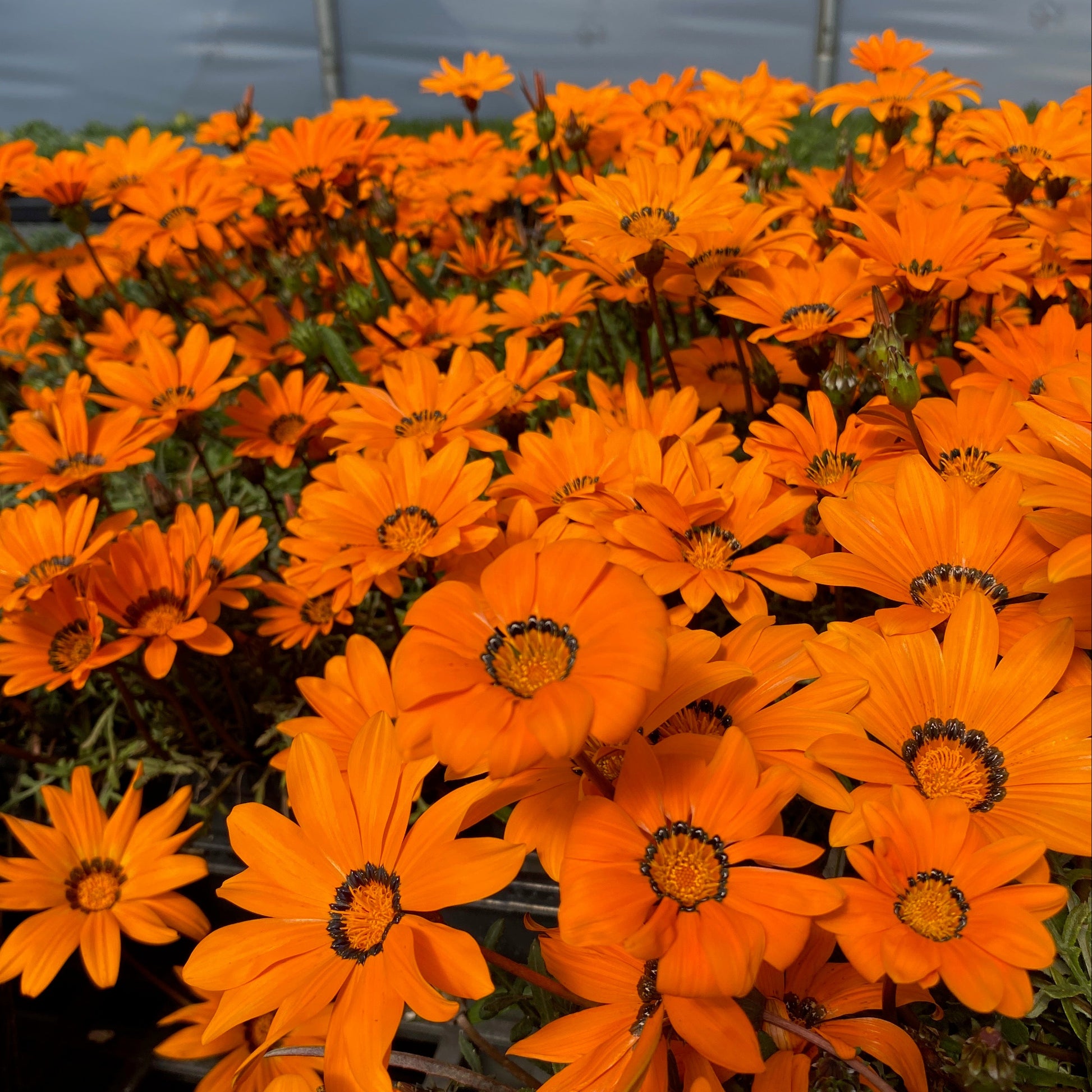 Gazania krebsiana Tanager 1Q