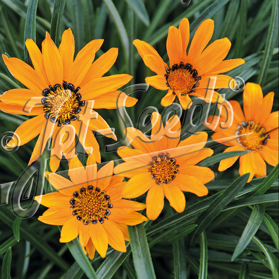 Gazania krebsiana Tanager 1Q