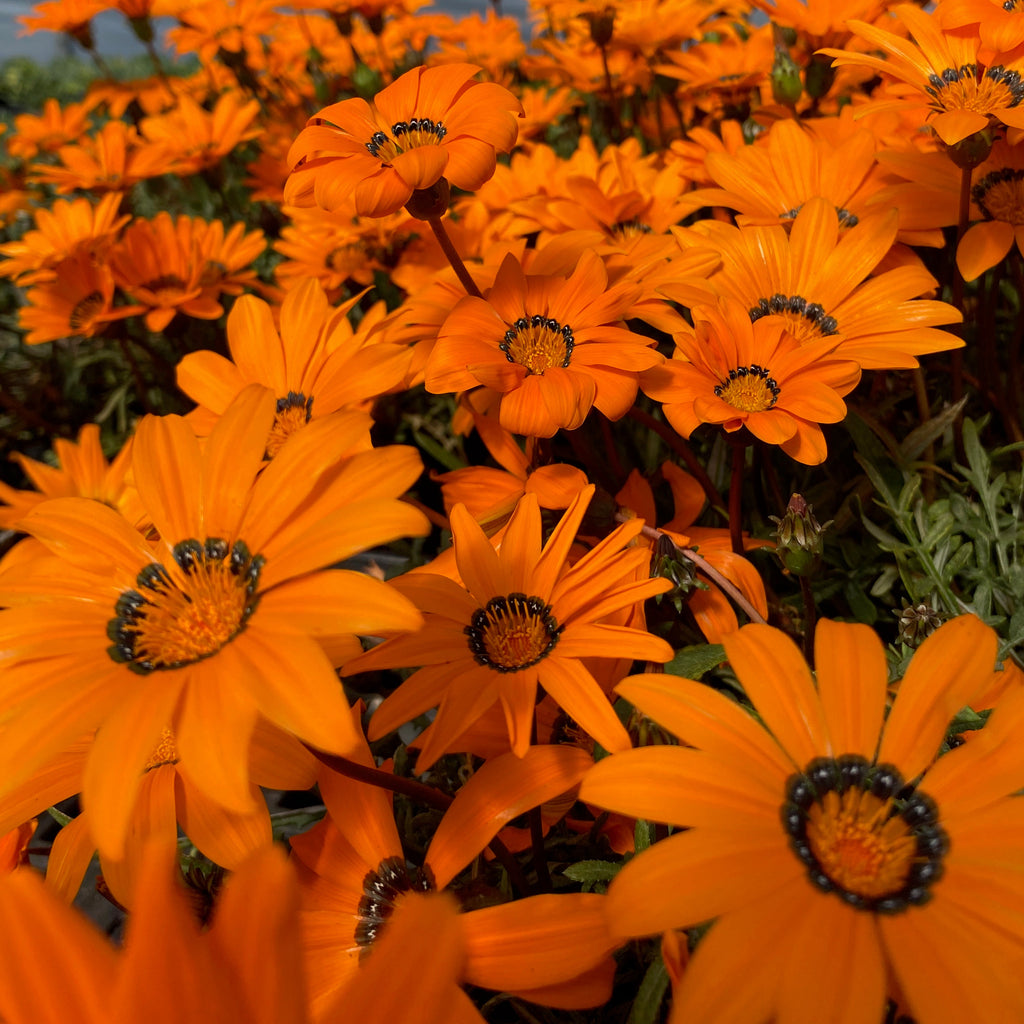 Gazania krebsiana Tanager 1Q