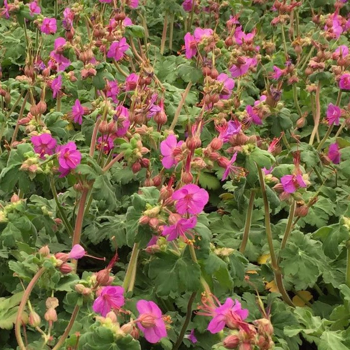 Geranium x cantabrigiense Karmina 1Q