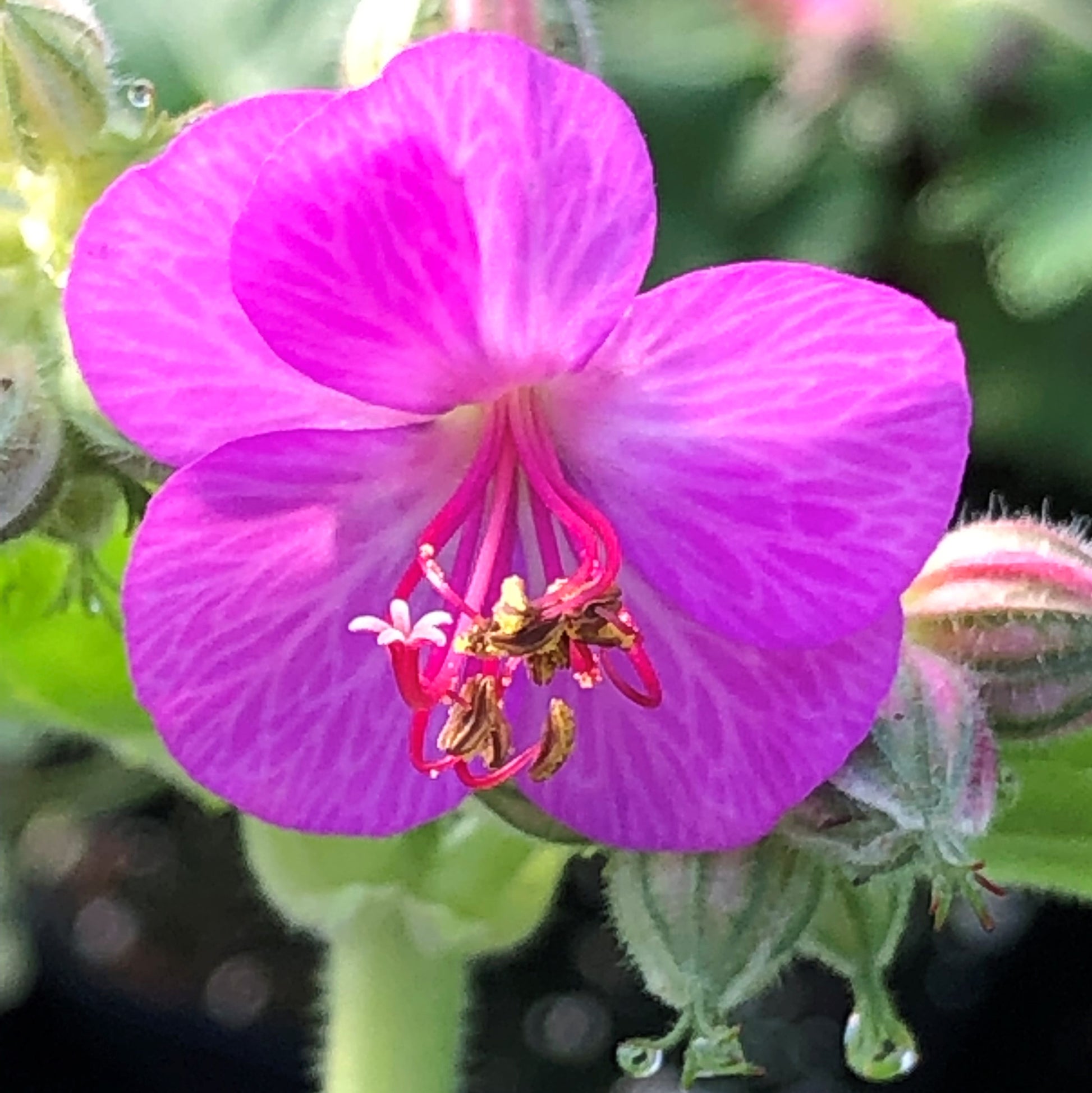 Geranium macrorrhizum Bevan's Variety 1G